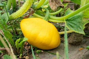 Pattypan squash bud on plant. Growing vegetables in the garden. photo