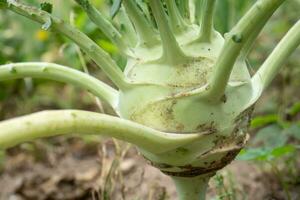 Kohlrabi growing in the garden. Kohlrabi cabbage ready to harvest. photo