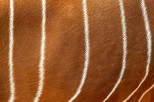 Bongo fur pattern or texture on background. Antelope bongo skin. photo