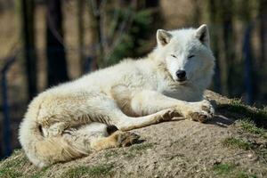 The Arctic wolf Canis lupus arctos , also known as the Melville Island wolf. Wolf lying at rest. photo