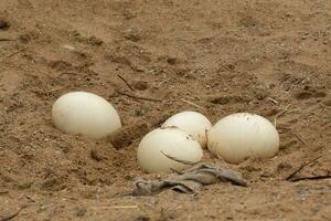 Ostrich eggs lying in sand. Struthio camelus eggs. photo