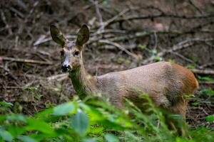 hueva ciervo en bosque, capreolus capreolus. salvaje hueva ciervo en naturaleza. foto