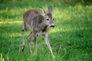 Running doe deer in grass, Capreolus capreolus. Wild roe deer in spring nature. photo