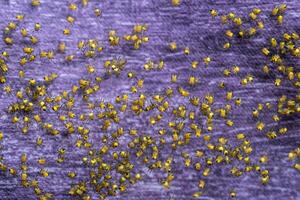 Colony of newborn spiders. A bundle of Araneus diadematus spiderlings. photo