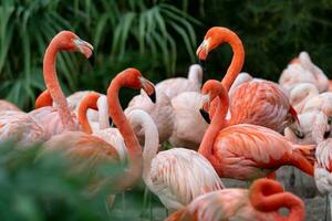 Group of Chilean Flamingos, Phoenicopterus chilensis photo