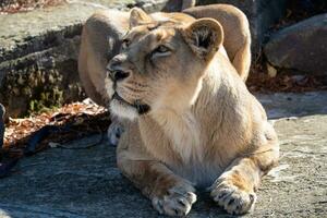 Asiatic lioness. A critically endangered species. photo