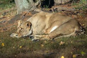 Asiatic lioness. A critically endangered species. photo