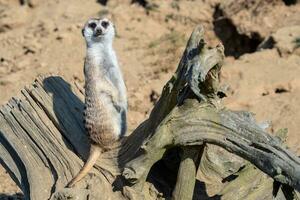 Suricata standing on a guard. Curious meerkat photo
