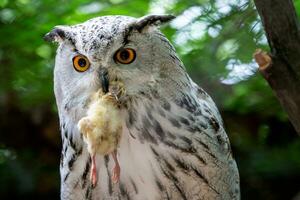 Siberian Eagle Owl with prey in the beak. Bubo bubo sibiricus, the biggest owl in the world. photo