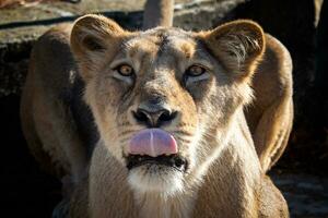 Asiatic lioness. A critically endangered species. photo