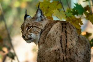 Eurasian Lynx and autumn leaves in background photo