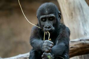 Cute western gorilla baby. Endangered animal photo