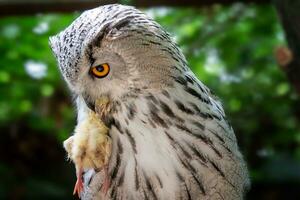 búho real siberiano con presa en el pico. bubo bubo sibiricus, el búho más grande del mundo. foto