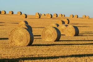 Hay bales on the field after harvest. Agricultural field. Hay bales in golden field landscape. photo