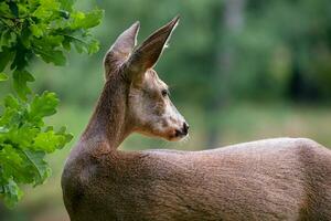 hueva ciervo en bosque, capreolus capreolus. salvaje hueva ciervo en naturaleza. foto