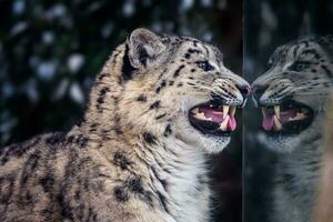 retrato de un nieve leopardo con reflexión en el vaso. foto