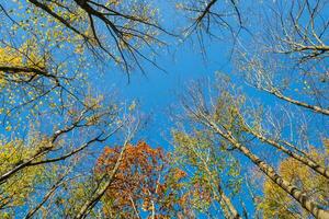 A low angle view of colorful autumn leaves on trees in a forest. Autumn trees in the wind and clear blue sky. photo