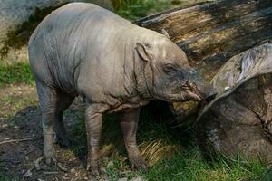 Babirusa Celebes endangered animal species. photo