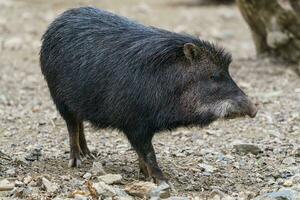 Chacoan peccary, also known as the tagua. photo