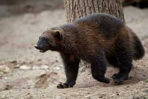 Siberian wolverine Gulo Gulo in nature photo