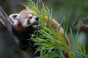 rojo panda en el árbol. linda rojo panda oso come bambú. foto