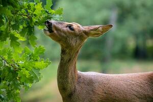 hueva ciervo comiendo bellotas desde el árbol, capreolus capreolus. salvaje hueva ciervo en naturaleza. foto