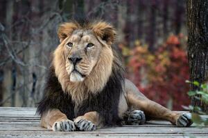 Asiatic lion, Panthera leo persica. A critically endangered species. photo