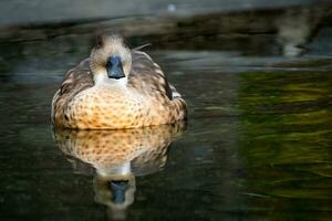 Patagonian crested duck on the water photo