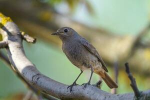 Black redstart - Phoenicurus ochruros standing on the branch with prey. photo