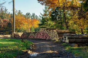 montón de madera de abeto en el bosque. una vista de enormes pilas de troncos. foto