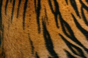 Tiger pattern, real sumatran tiger texture skin black orange stripe pattern for background photo