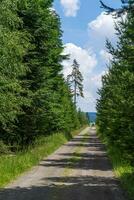 Road in forest. Forest footpath. photo
