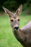 Roe deer in forest, Capreolus capreolus. Wild roe deer in nature. photo