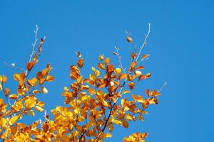 hojas de otoño con el fondo de cielo azul foto