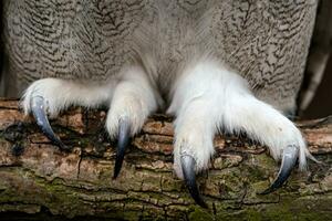 cerca arriba de el garras de un siberiano águila búho, bubón bubón sibirico. foto