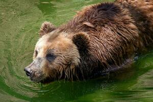 Kamchatka marrón oso en agua. foto