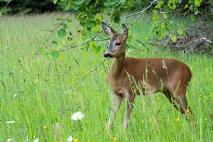 Roe deer in grass, Capreolus capreolus. Wild roe deer in nature. photo