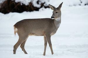 Wild roe deer in the snow. Capreolus capreolus. photo