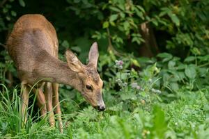 Roe deer in forest, Capreolus capreolus. Wild roe deer in nature. photo