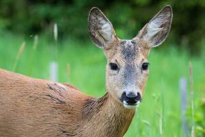 Roe deer in grass, Capreolus capreolus. Wild roe deer in nature. photo