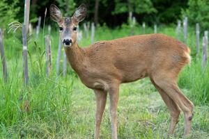 hueva ciervo en bosque, capreolus capreolus. salvaje hueva ciervo en naturaleza. foto