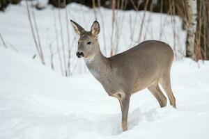 Wild roe deer in the snow. Capreolus capreolus. photo