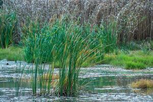 Reed in the wind on the shore of the pond. Dry grass flower blowing in the wind, reed field in autumn. photo