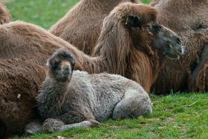 Family of Bactrian camel with cub, Camelus bactrianus. Also known as the Mongolian camel. photo