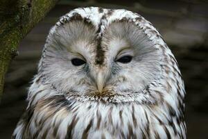 retrato de ural búho, strix uralensis. foto