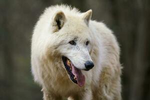 ártico lobo, además conocido como el blanco lobo o polar lobo foto