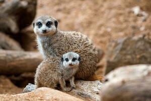 A vertical shot of a cute meerkat  sitting on a wood piece. Meerkat or suricate adult and juvenile. photo