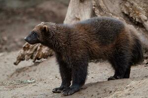 Siberian wolverine, Gulo Gulo in nature photo