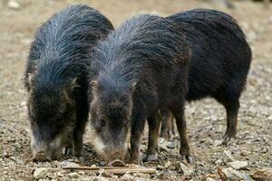 Chacoan peccary also known as the tagua. photo