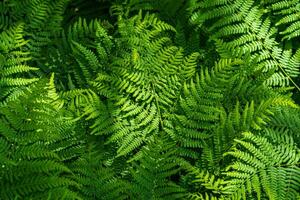 Natural fern pattern. Background with young green fern leaves. photo